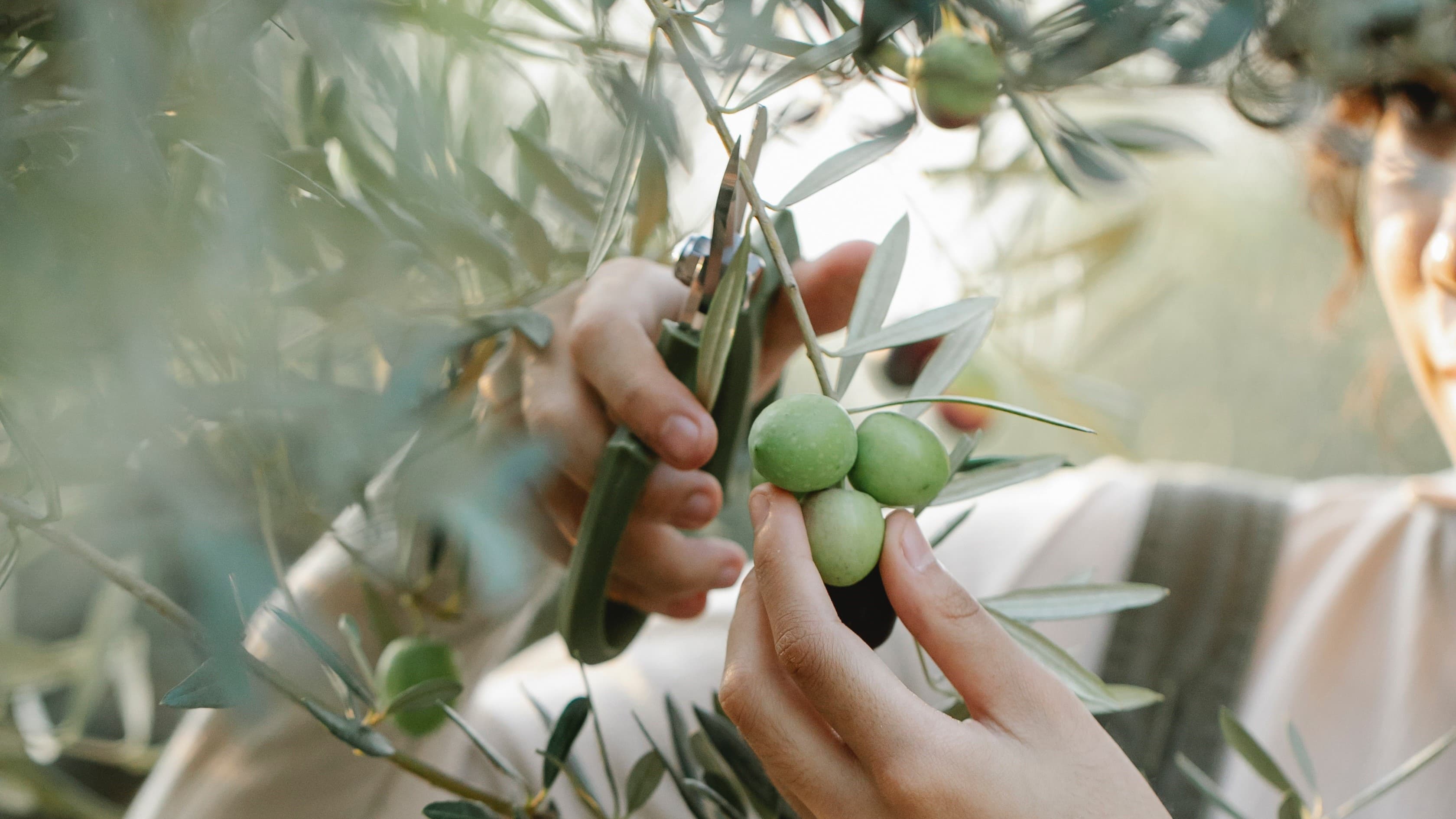 kitchen scissors for pruning